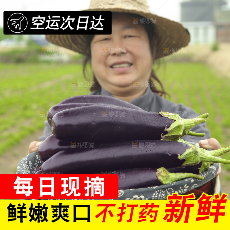 手里端着一篮长茄子