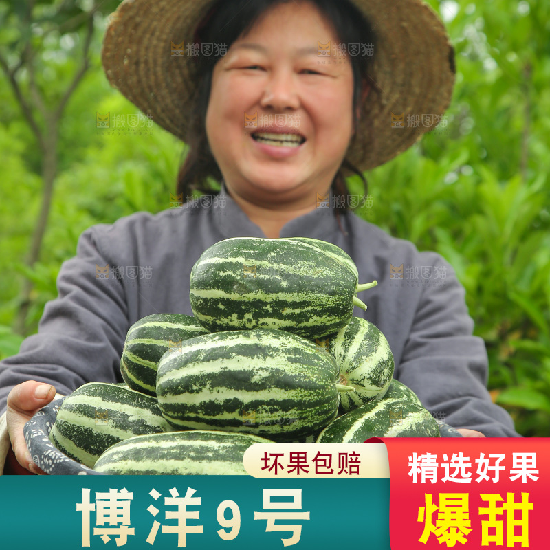 手里端着一篮博洋9号甜瓜