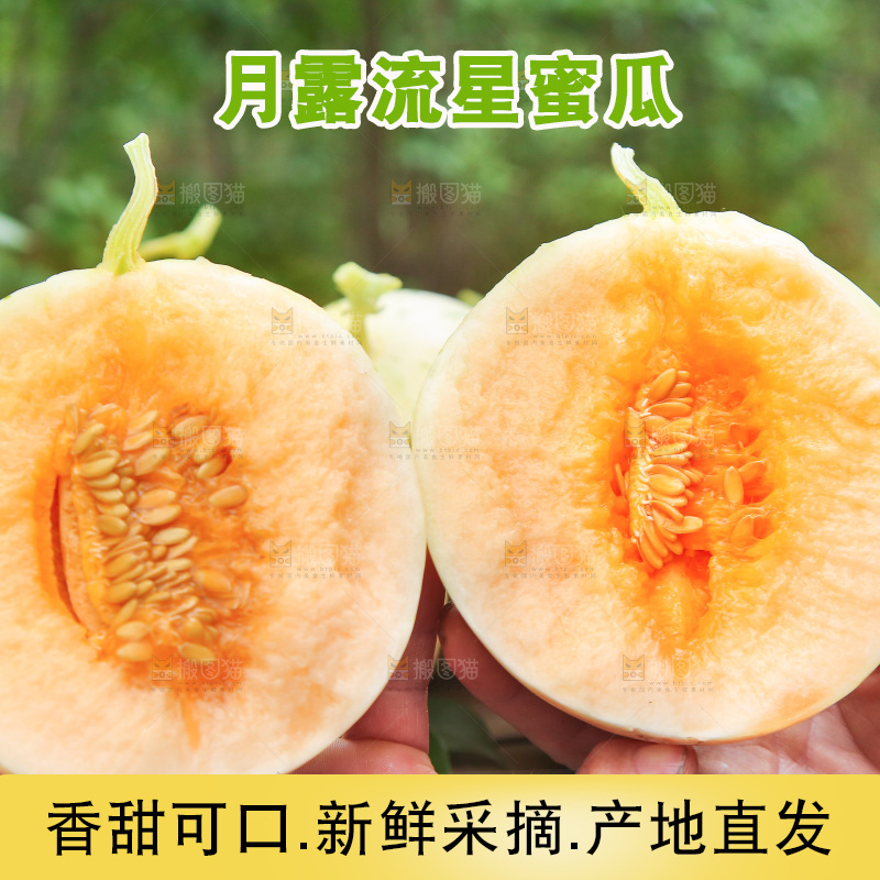 手里拿着红露流星蜜瓜