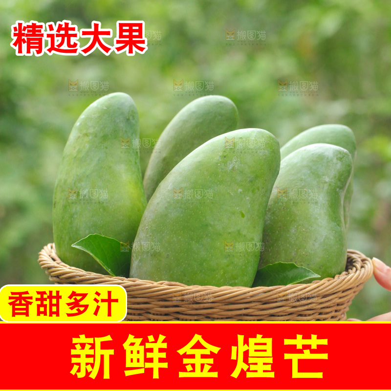 手里着端着一篮金煌芒