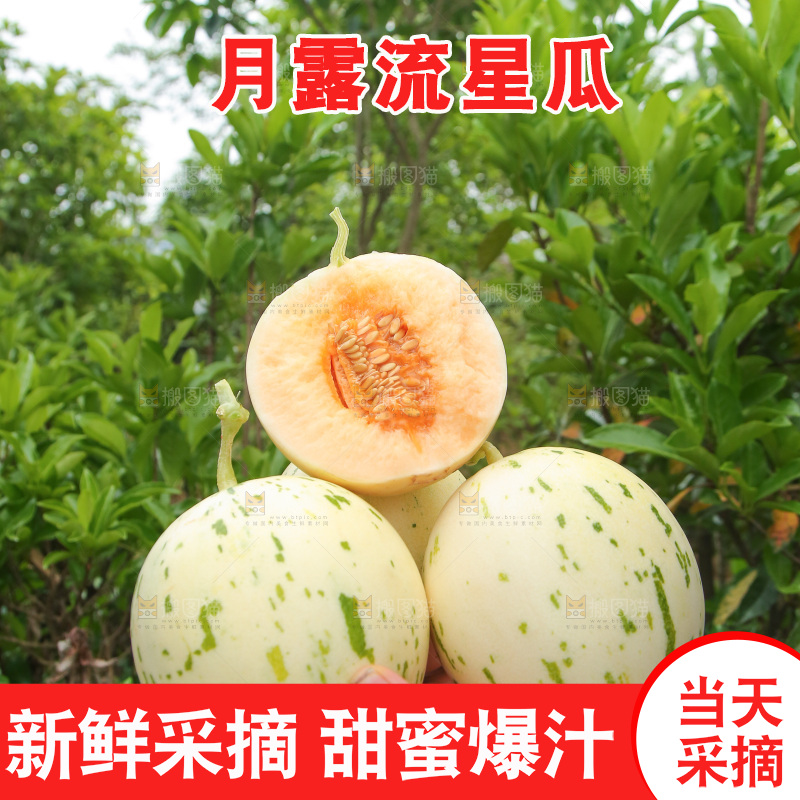 手里捧着月露流星蜜瓜