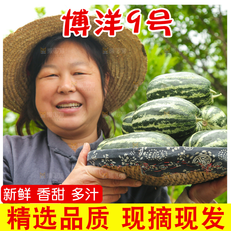 手里端着一篮博洋9号甜瓜