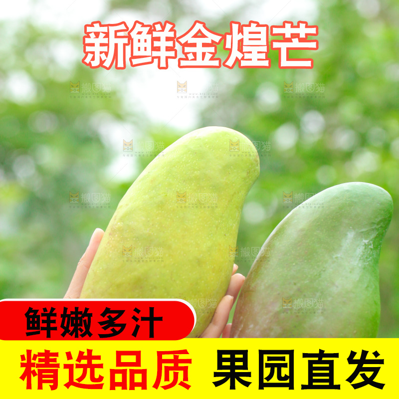 手里拿着金煌芒对比