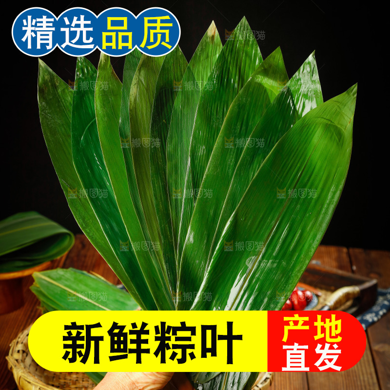 手里拿着新鲜粽叶