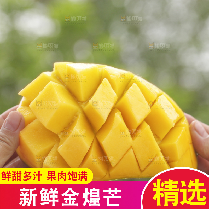 手里拿着水仙芒
