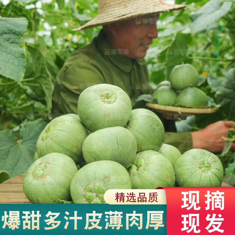 一堆绿宝甜瓜
