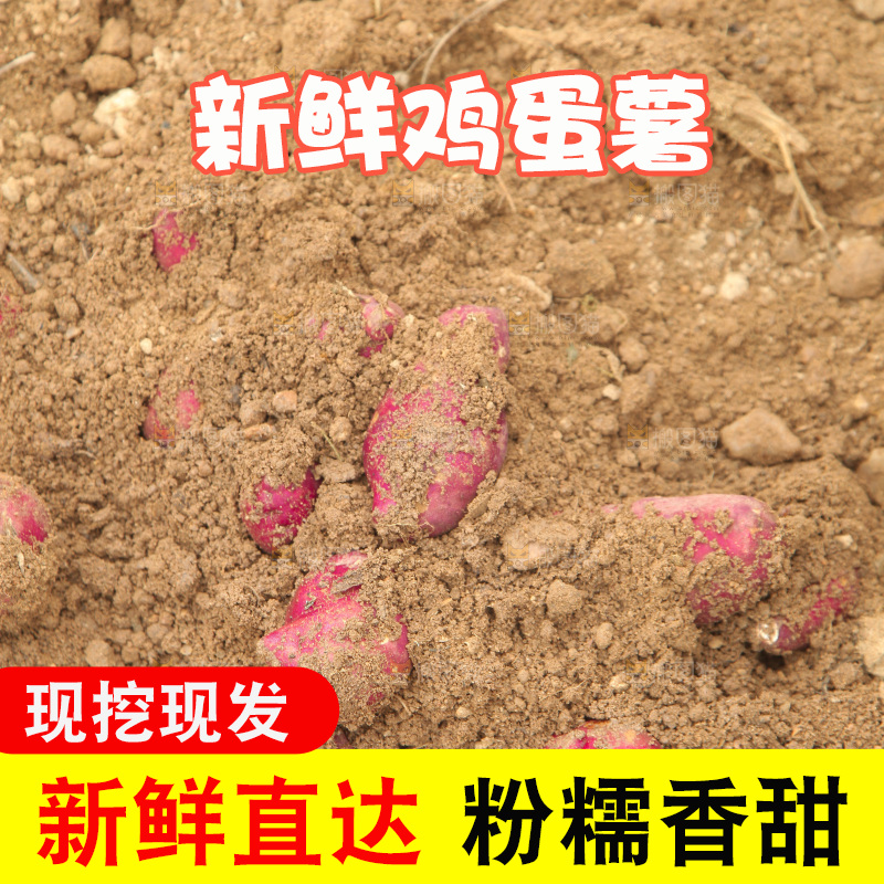 田地里的鸡蛋薯