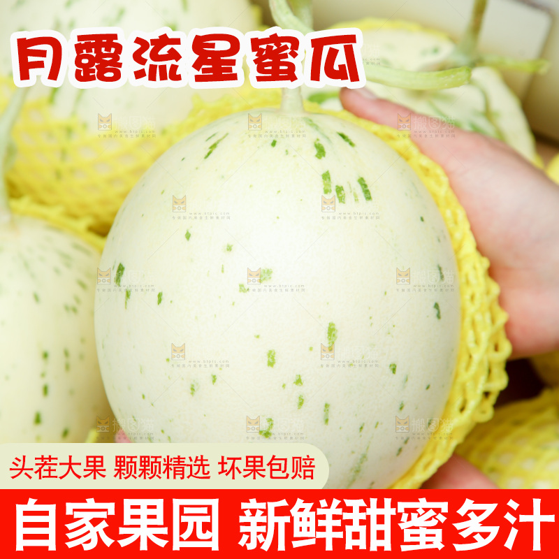 手里捧着月露流星蜜瓜