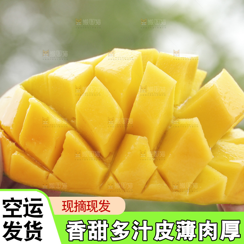 手里拿着水仙芒