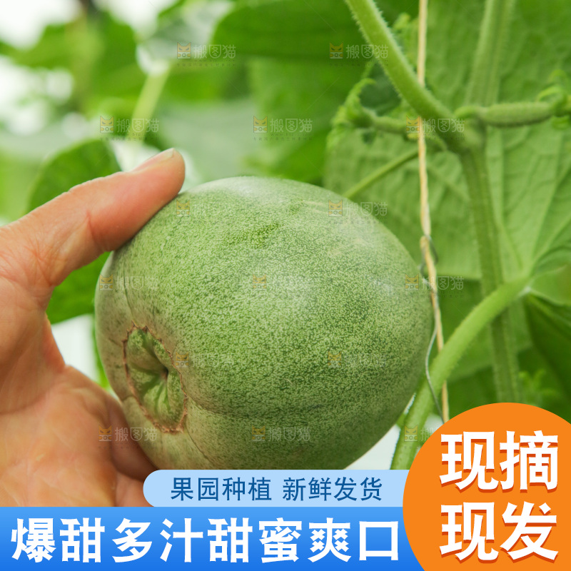 采摘绿宝甜瓜