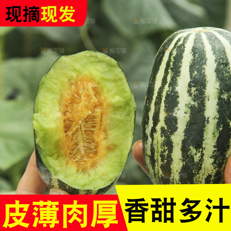 手里拿着博洋9号