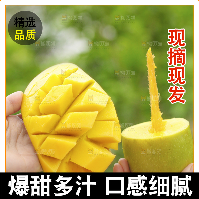 手里拿着金煌芒对比