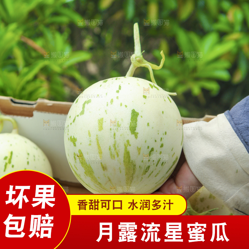 手里拿着月露流星蜜瓜