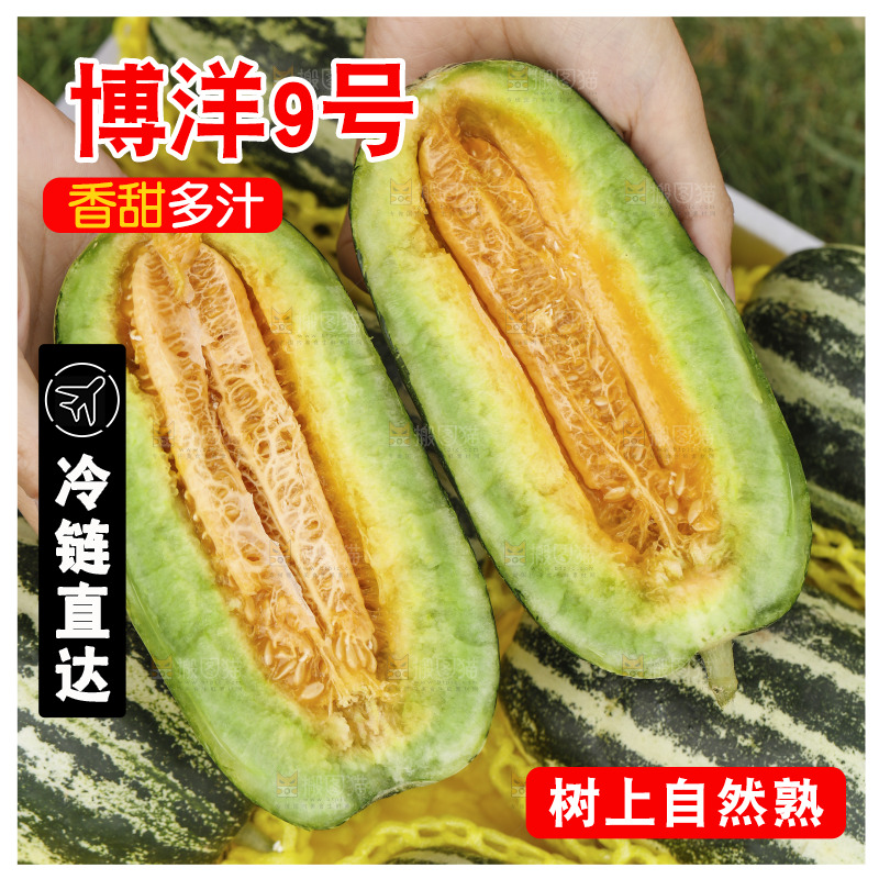 手里拿着博洋9号