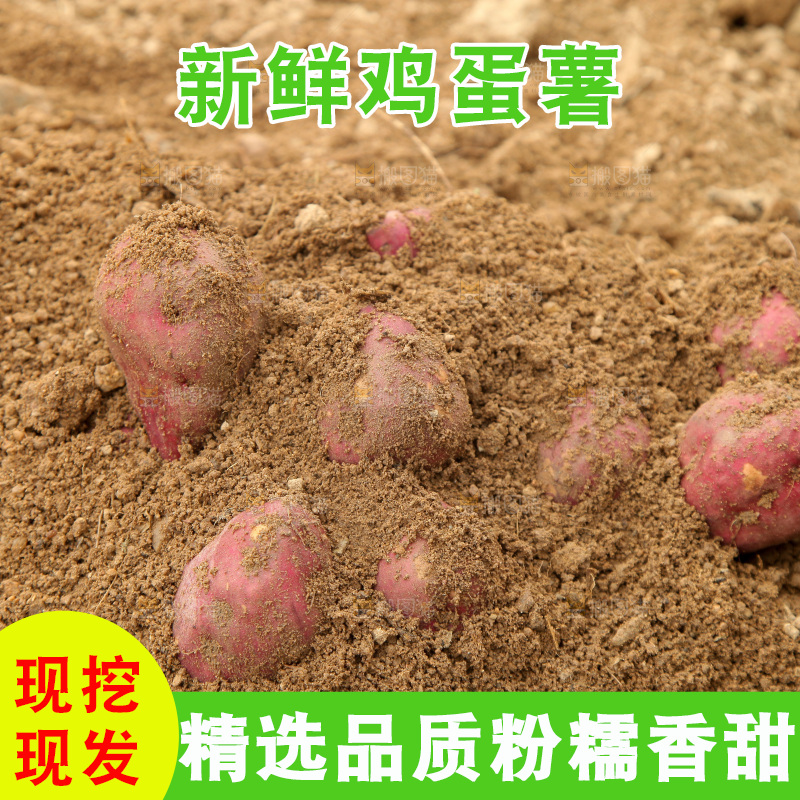 田地里的鸡蛋薯