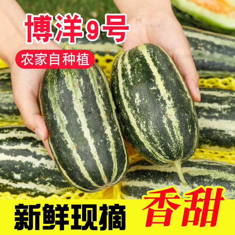 手里拿着博洋9号