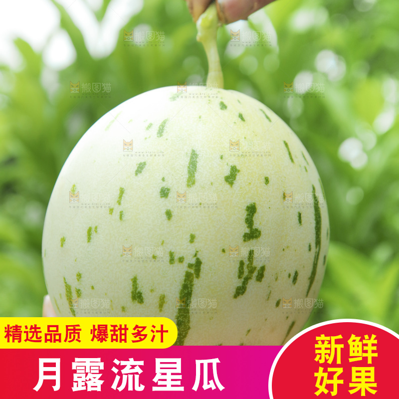 手里拿着月露蜜瓜