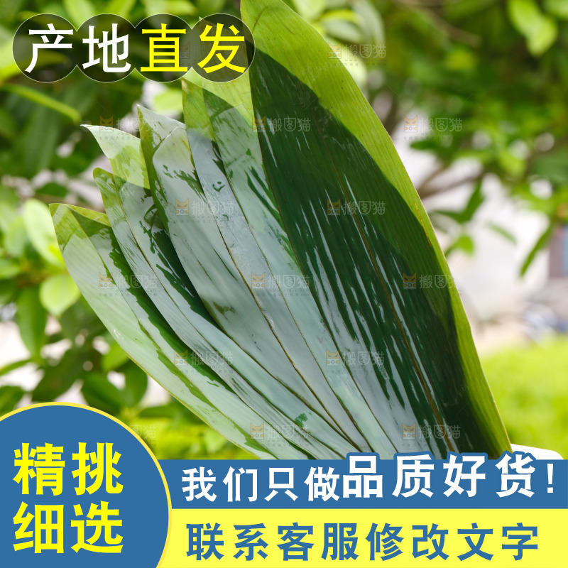 手里拿着新鲜粽叶
