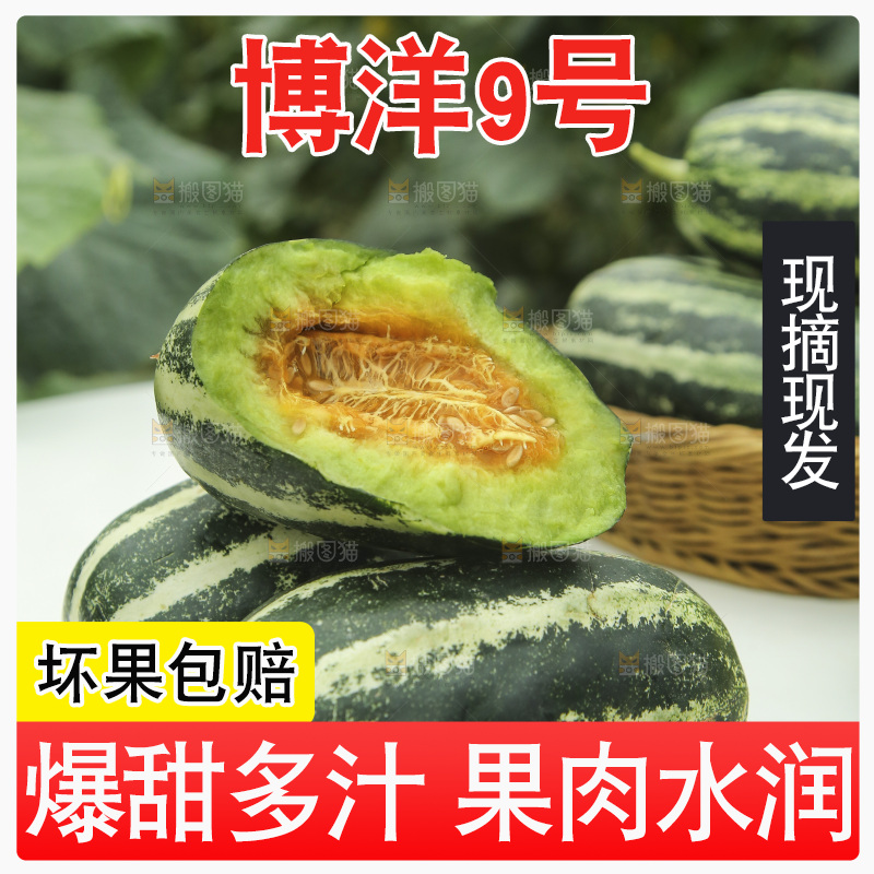 桌子上放着博洋9号甜瓜