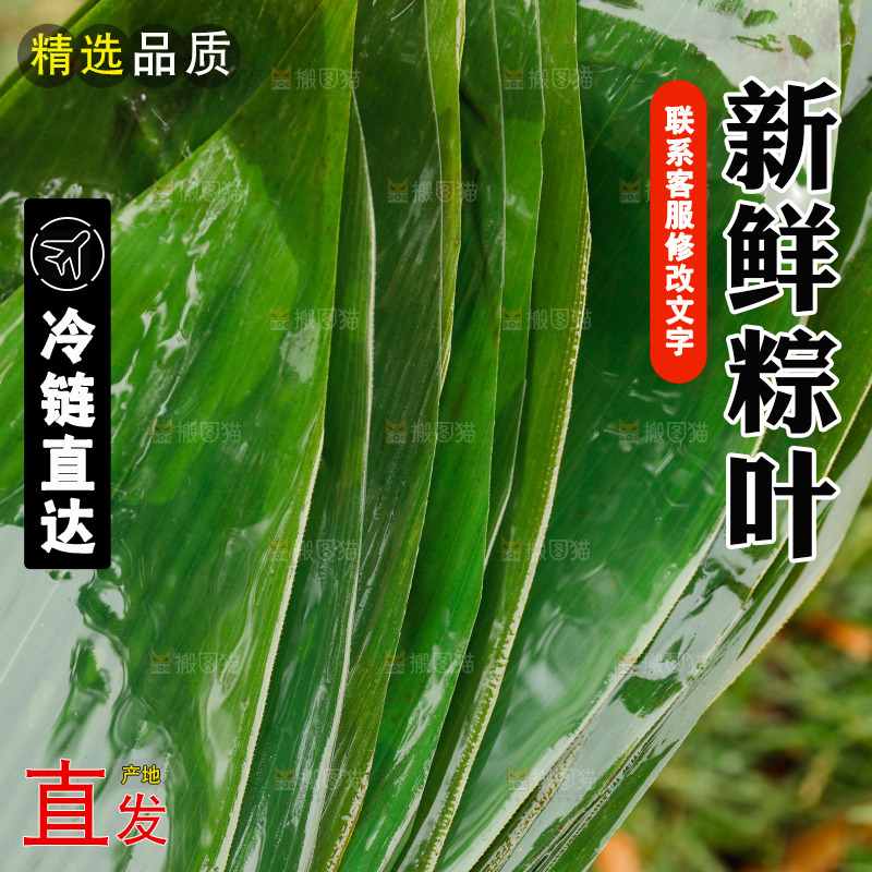 新鲜的粽子叶