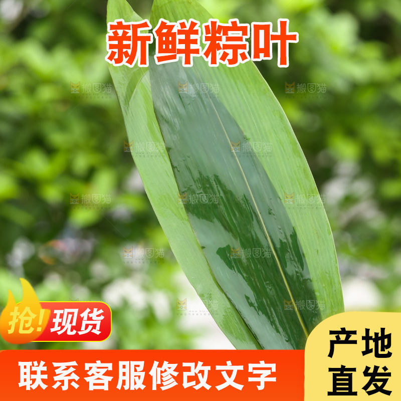 手里拿着新鲜粽叶