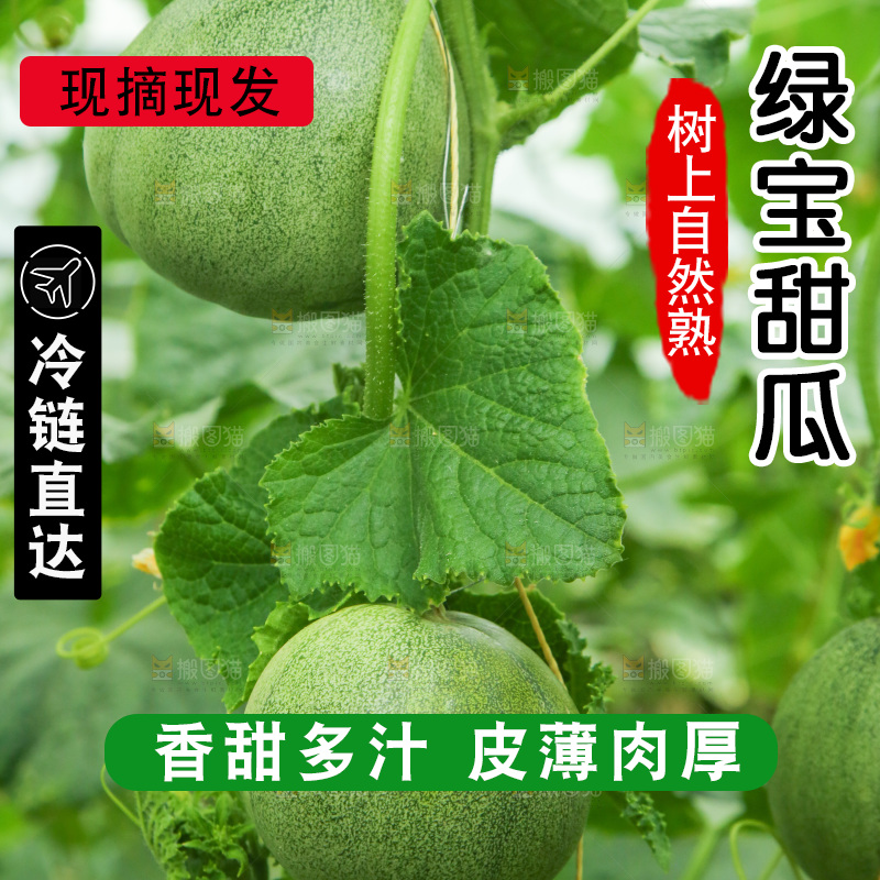 绿宝甜瓜种植