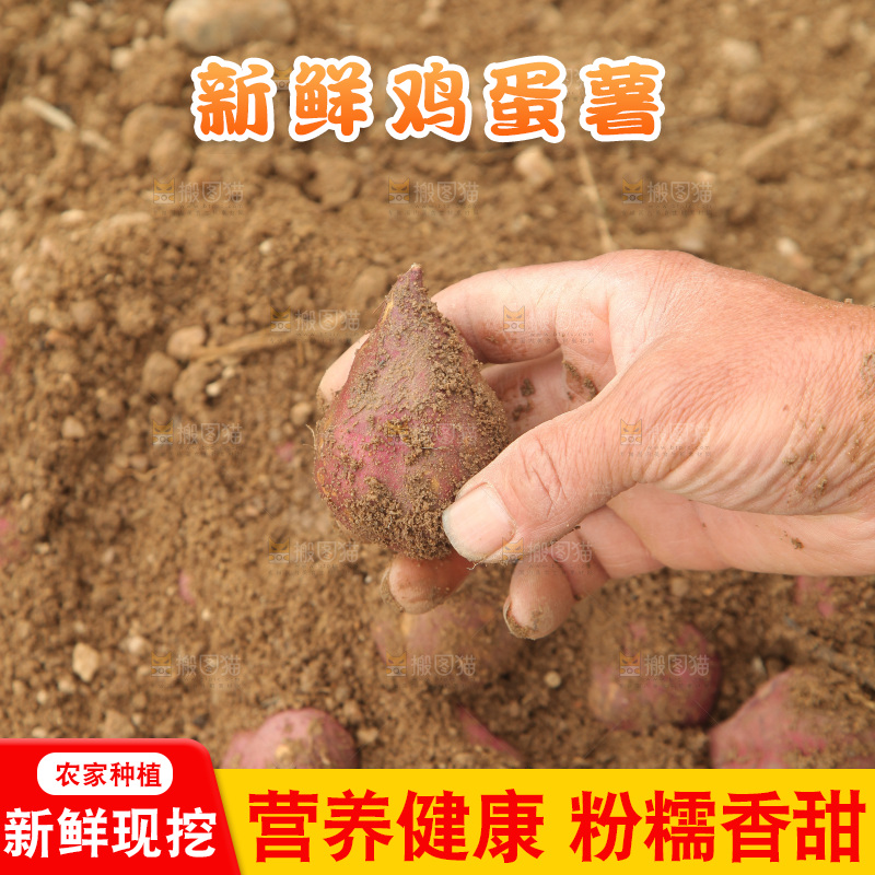 手里拿着小香薯
