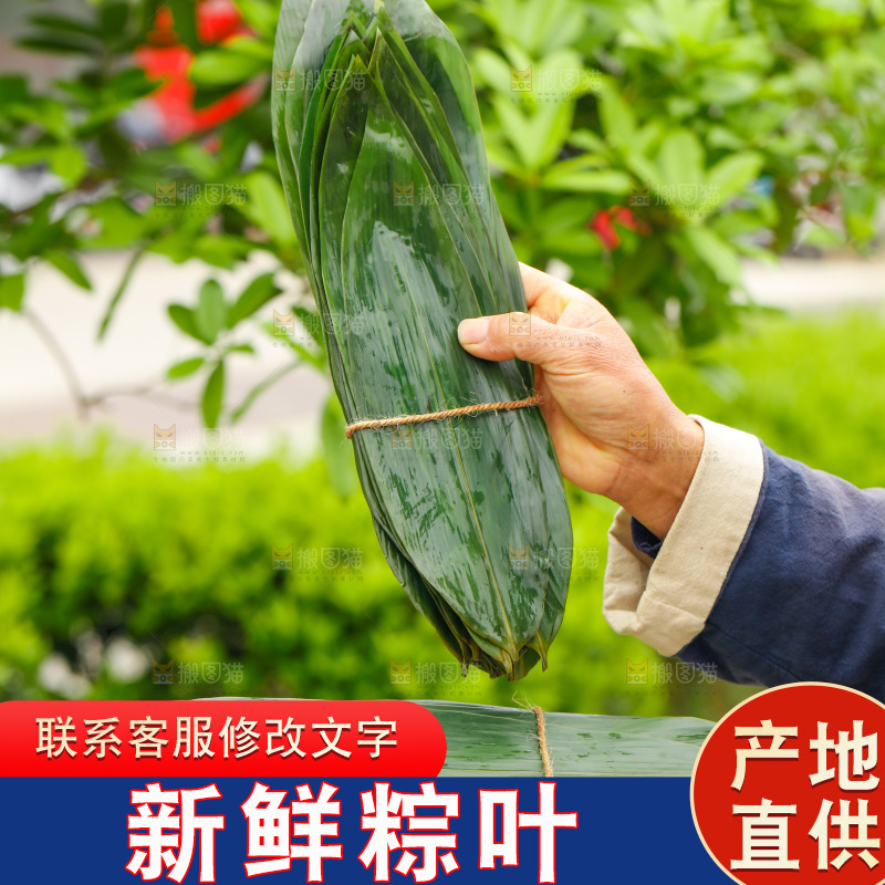 手拿着新鲜粽叶
