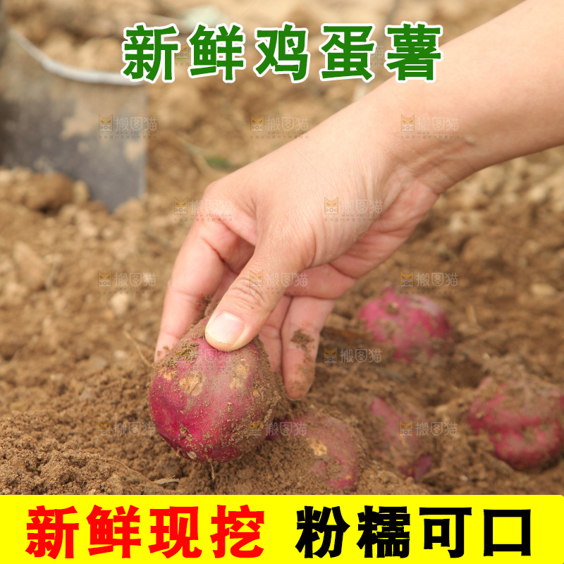 现挖鸡蛋薯