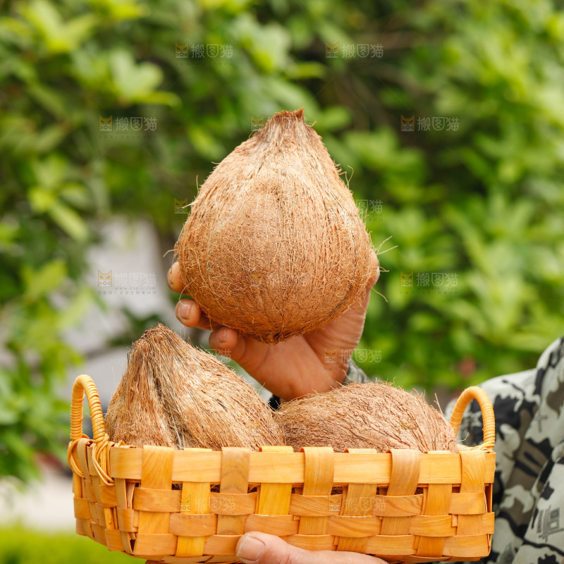 手里端着一篮海南牛奶老椰子