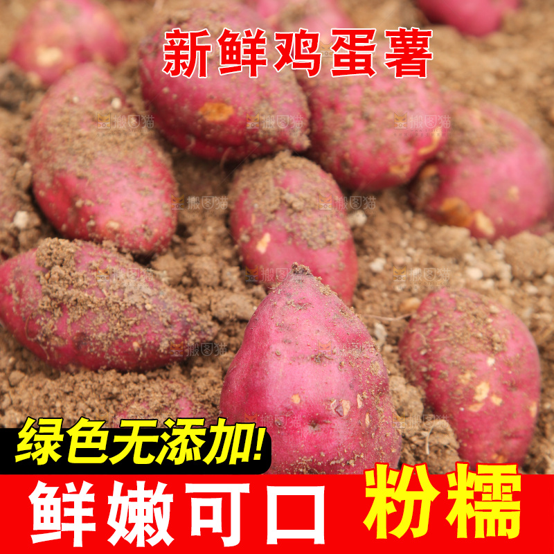 田地里的鸡蛋薯