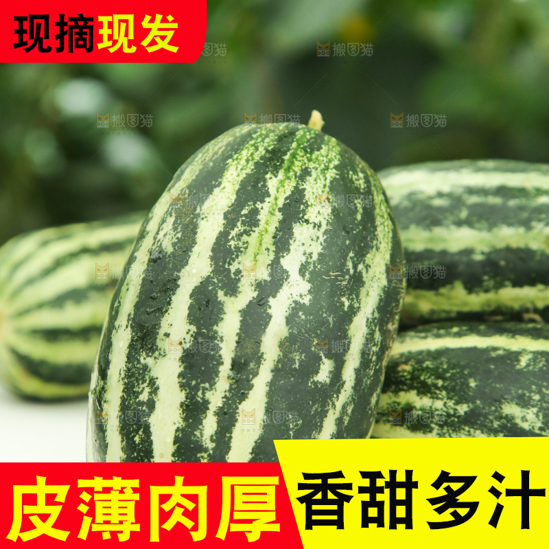 桌子上放着博洋9号甜瓜