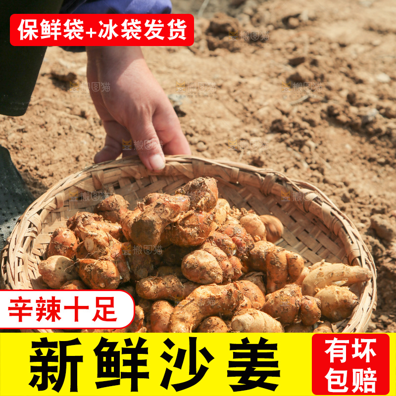 田地上放着一篮沙姜