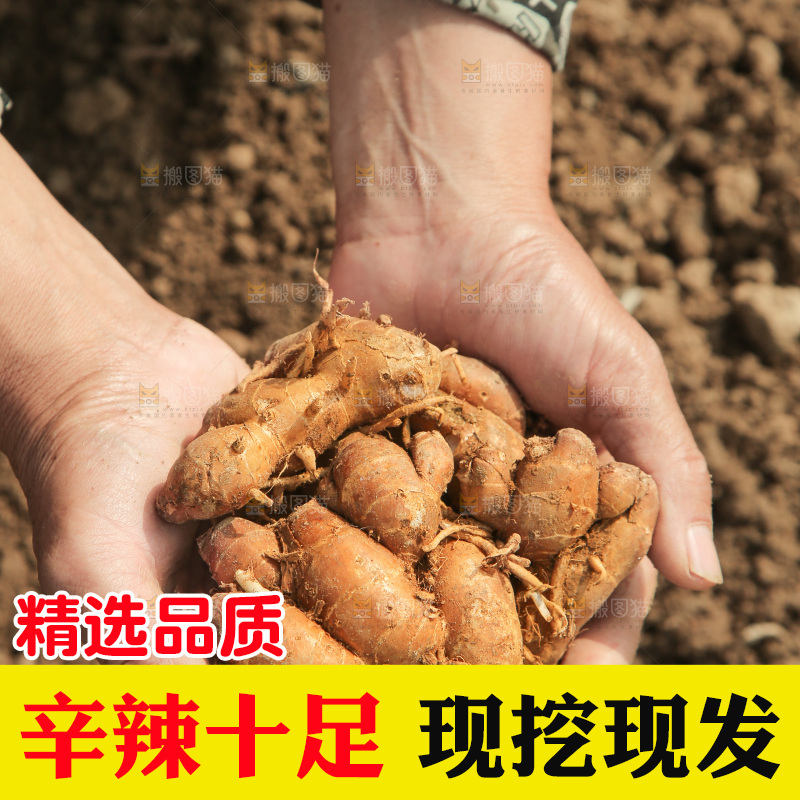 手捧着新鲜沙姜