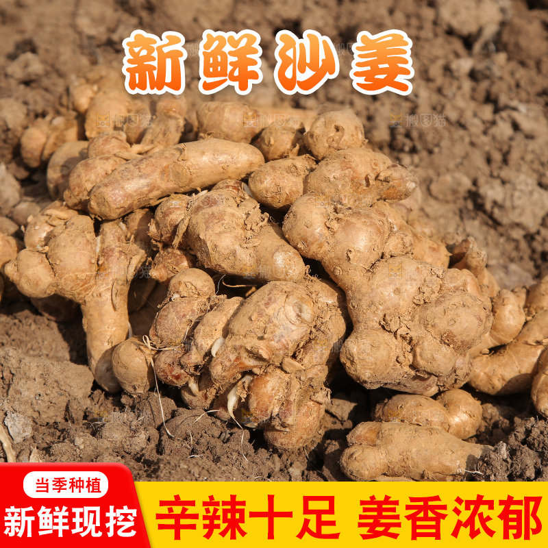 田地里放着一堆沙姜