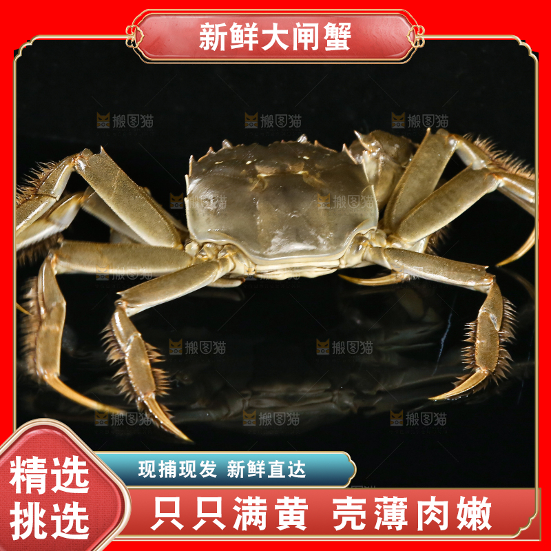 黑底上的鲜活大闸蟹