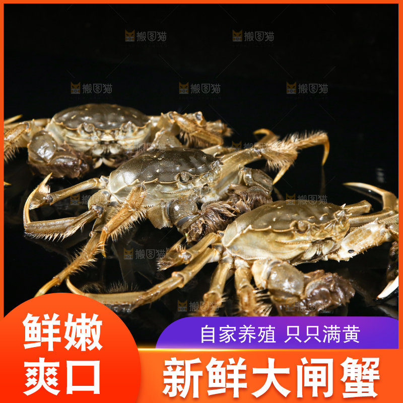 黑底上的鲜活大闸蟹