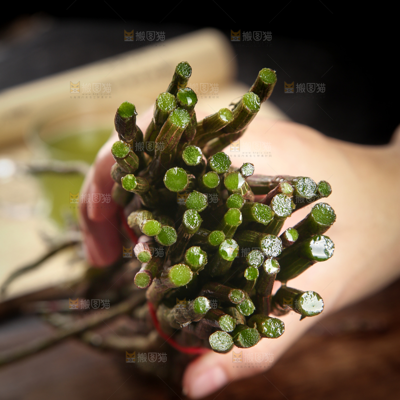 手里拿着石斛鲜条