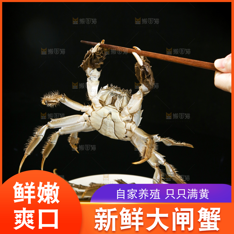 一盘鲜活大闸蟹