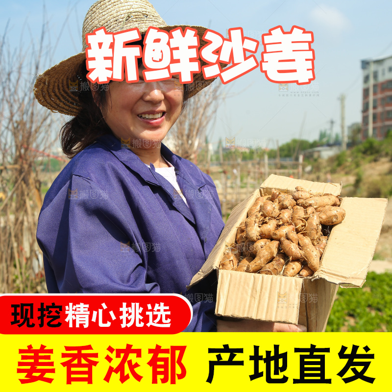 农田里女人手拿着一箱沙姜