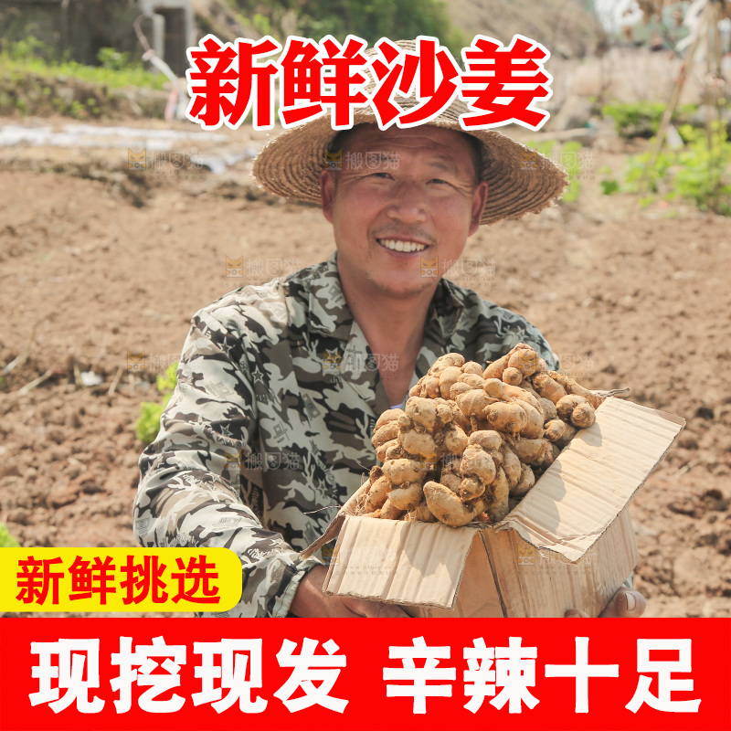 农田里农民手拿着一箱沙姜