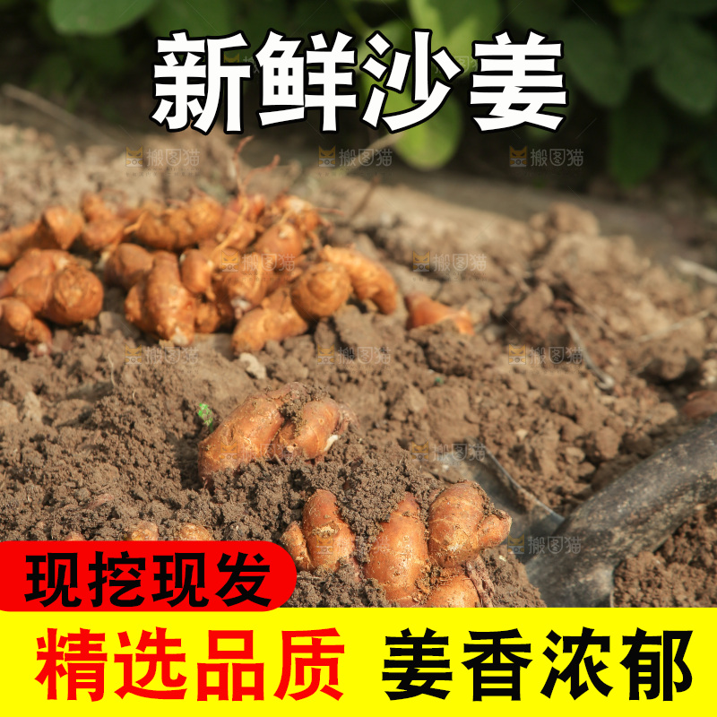 新鲜现挖沙姜