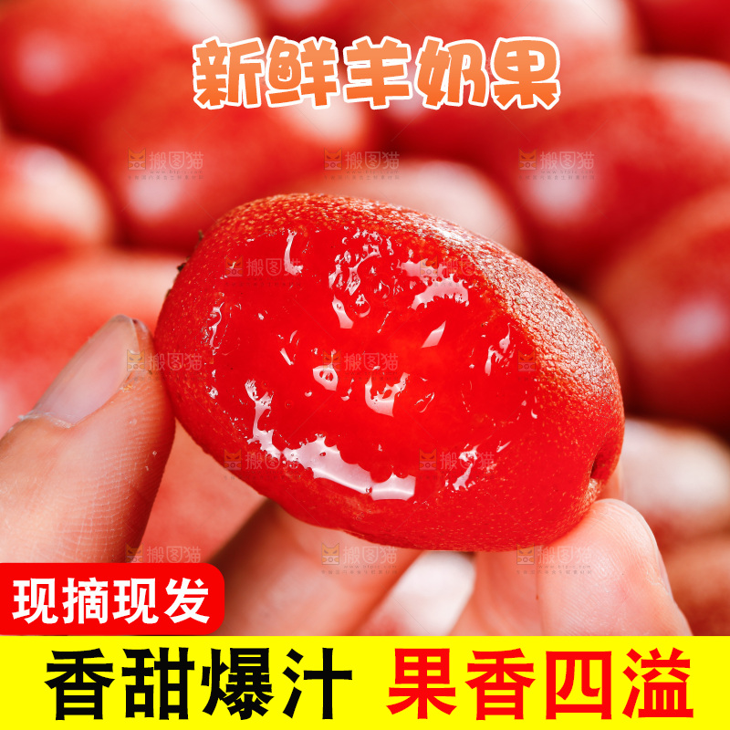 手里拿着羊奶果