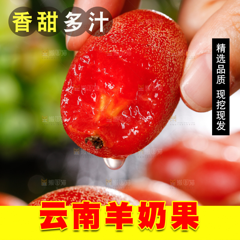 手里拿着流汁羊奶果