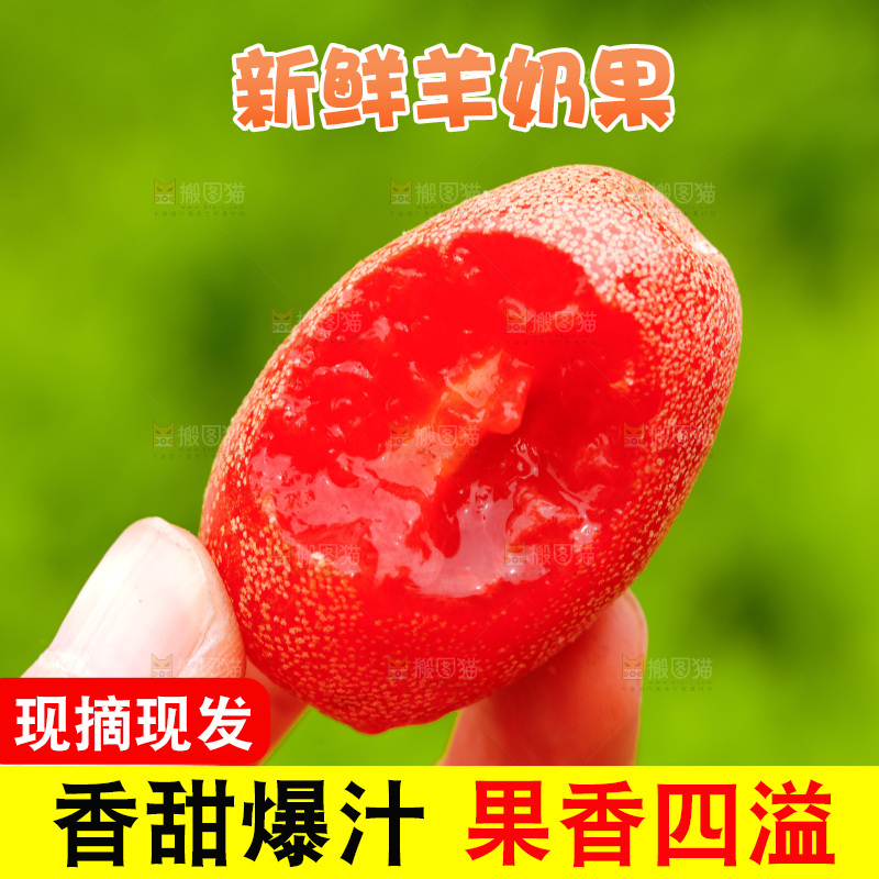 手里拿着酸甜羊奶果