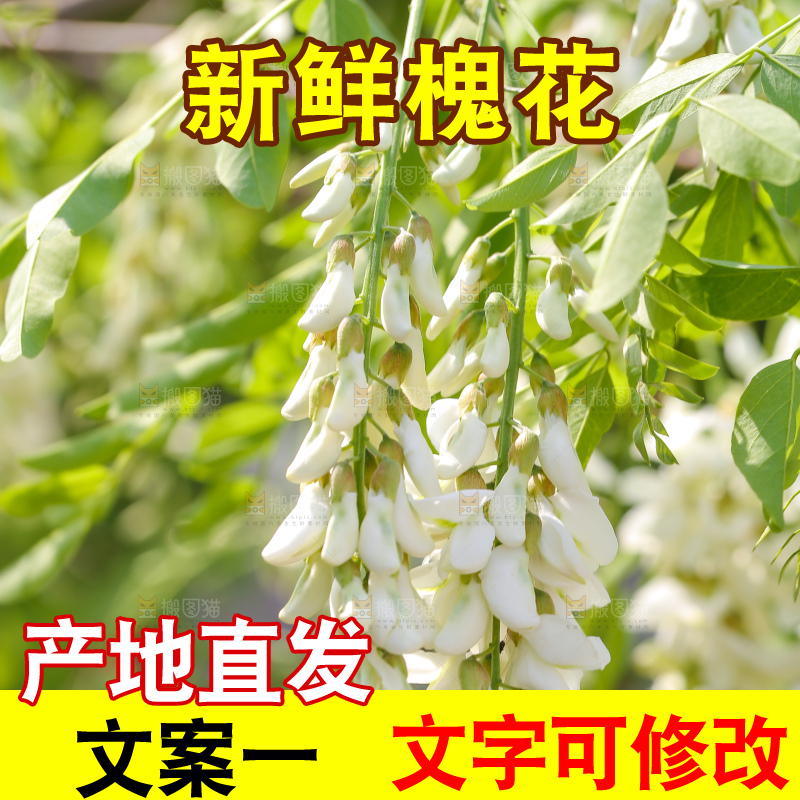 新鲜的槐树花