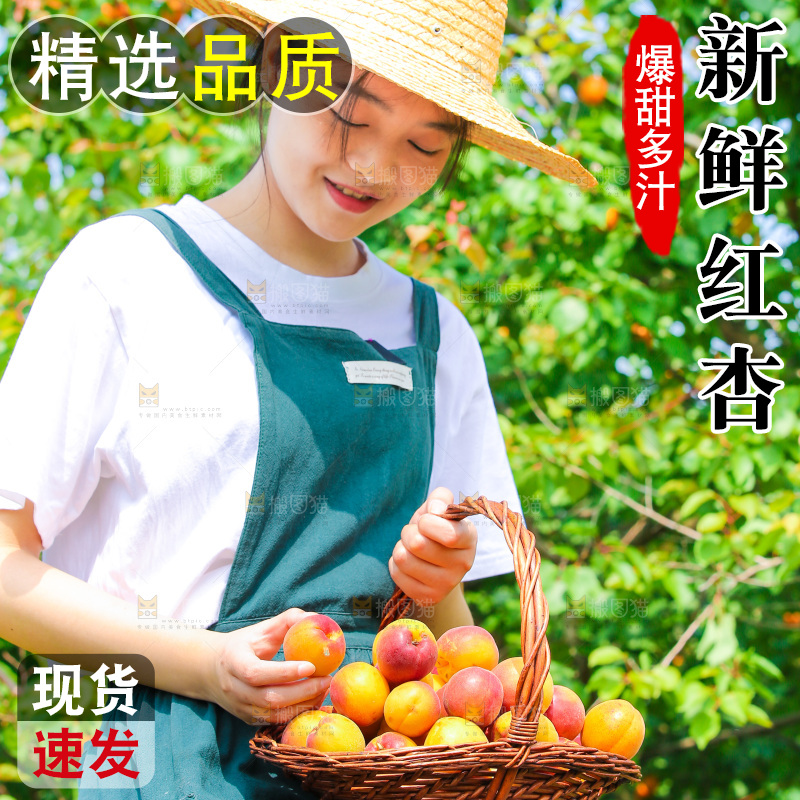 果园里女人手里提着一篮小红杏