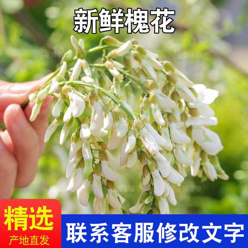 手里拿着槐花