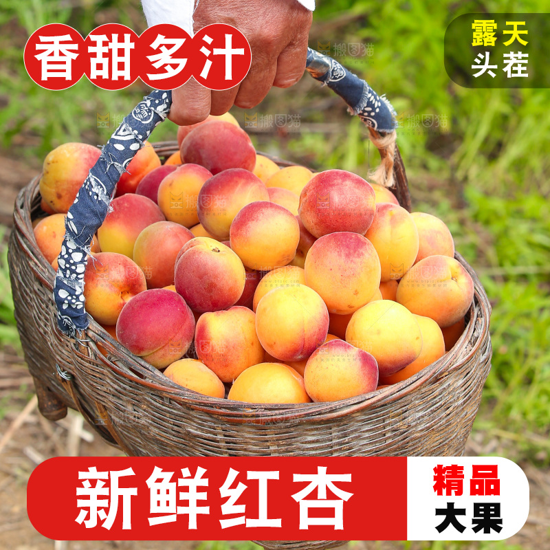 手里提着一篮新鲜小红杏