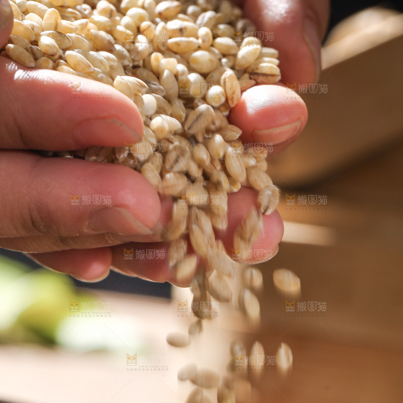 手里捧着白青稞米